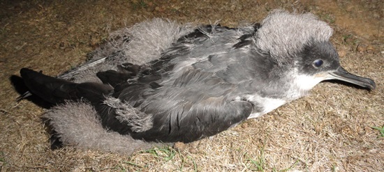 Manx shearwater fledgling on Ramsey (G Morgan)