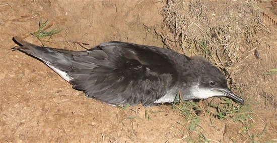 Manx shearwater fledgling on Ramsey (G Morgan)