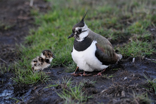 Lapwing and two chicks