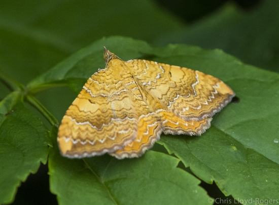 Yellow shell moth (Camptogramma bilineata) (c) Chris Lloyd-Rogers