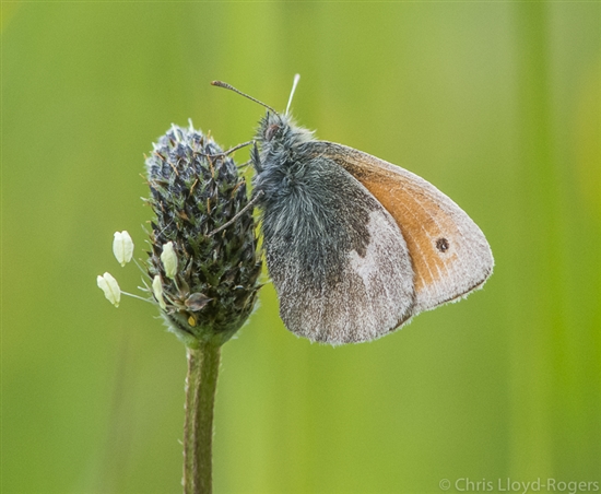 Small heath butterfly at RSPB Hodbarrow