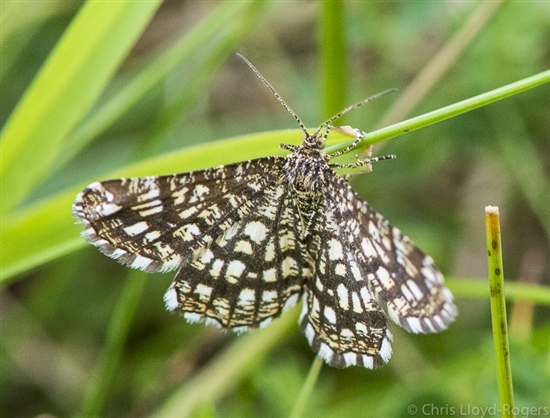Latticed heath moth at RSPB Hodbarrow (c) Chris Lloyd-Rogers
