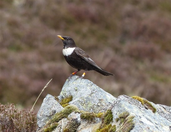The super-ouzel. Image by Innes Sim.