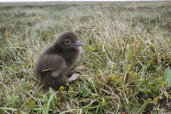 Arctic skua chick. Image by Andy HAy (rspb-images.com)