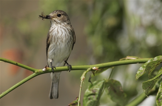 Spotted flycatcher. Image by Andy Hay (rspb-images.com)