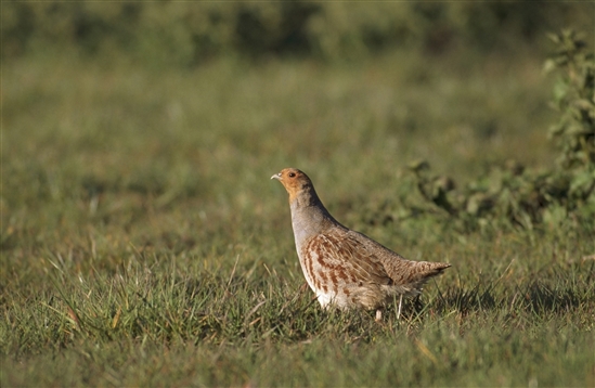 Grey partridge. Image by Chris Gomersall (rspb-images.com)