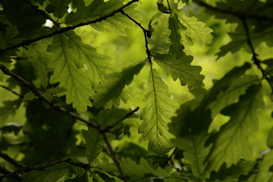 Oak leaves. Image by Andy Hay (RSPB-images.com)