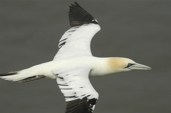 Gannet in flight. Image by Grahame Madge (rspb-images.com)