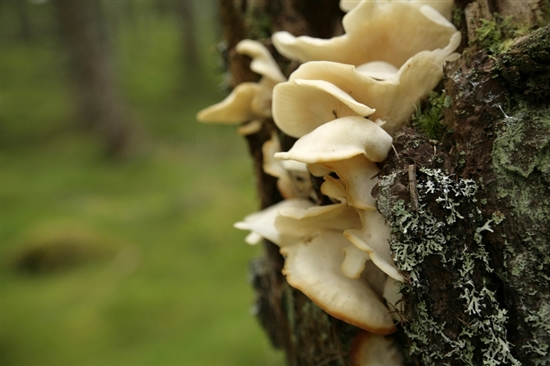Fungal growth on pine tree. Image by Andy Hay (rspb-images.com)
