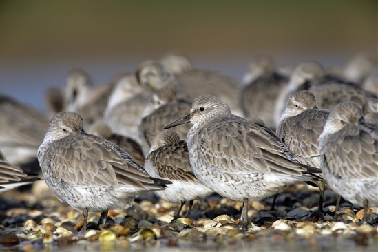 Knot and dunlin in high tide roost. Image by Andy Hay (rspb-images.com)