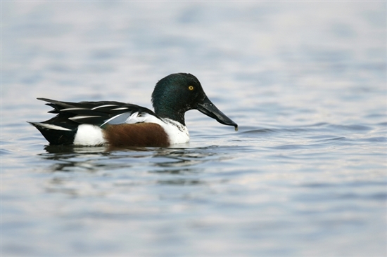 Male shoveler. Image by Andy Hay (rspb-images.com)