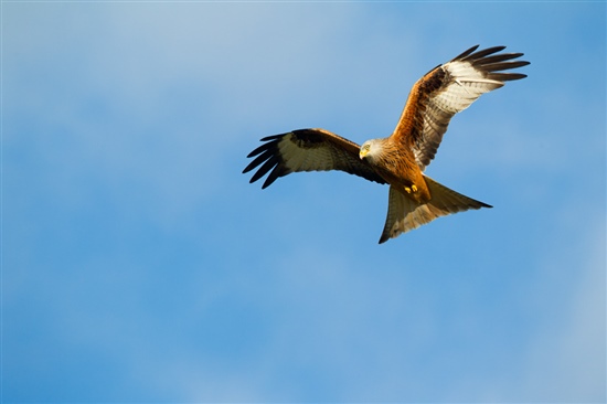 Red kite in flight by Ben Hall RSPB Images