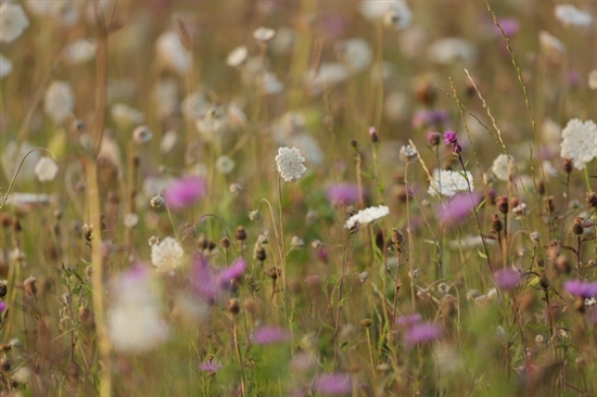 Arable flowers. Image by Andy Hay (rspb-images.com)