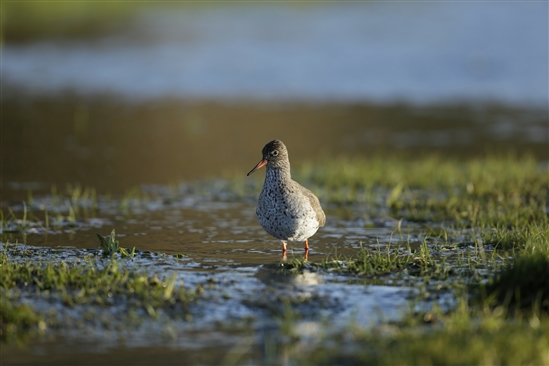 Redshank. Photo by Andy Hay (rspb-images.com)