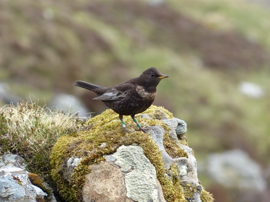 One of the super-ouzel's great granddaughters. Image by Innes Sim.