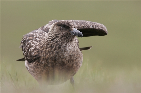 Adult great skua. Image by Andy Hay (rspb-images.com)