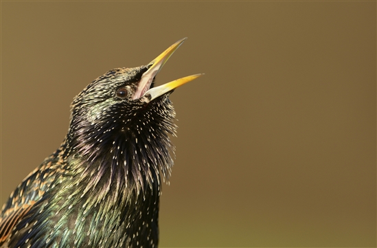 Starling singing. Image by Ben Andrew (rspb-images.com)