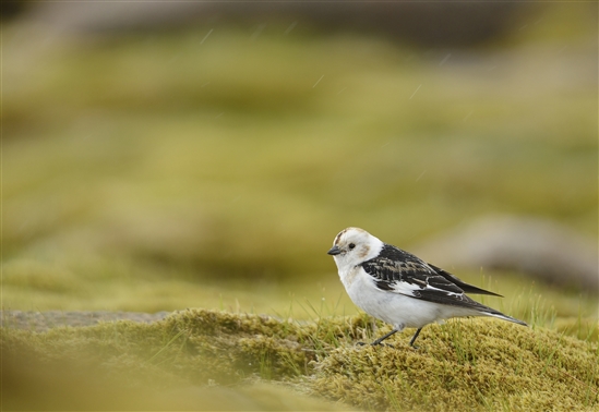 Breeding snow bunting in the Cairngorms. Image by Ben Andrew (rspb-images.com)