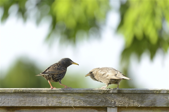 Starling and fledgling. Image by Ben Andrew (rspb-images.com)