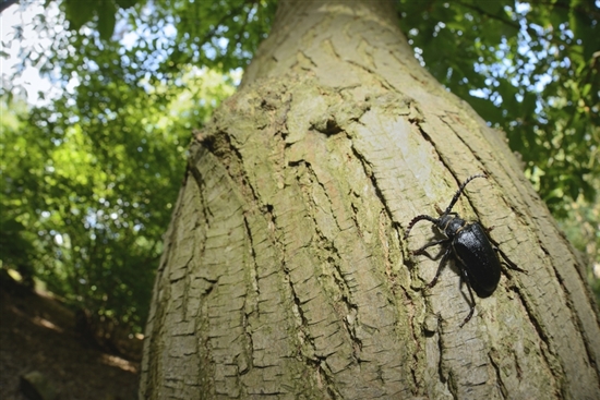 Tanner beetle. Image by Ben Andrew (rspbn-images.com)