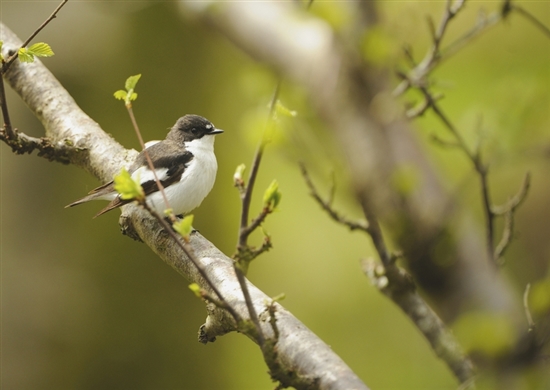 Male pied flycatcher. Image by Ben Andrew (rspb-images.com)