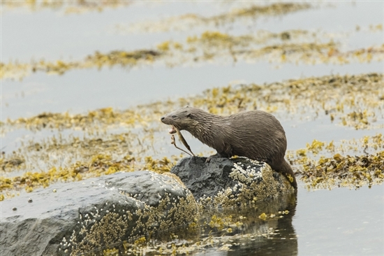Otter. Image by Louise Greenhorn (rspb-images.com)