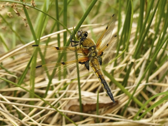 Four-spotted chaser. Image by Paula Baker (rspb-images.com)