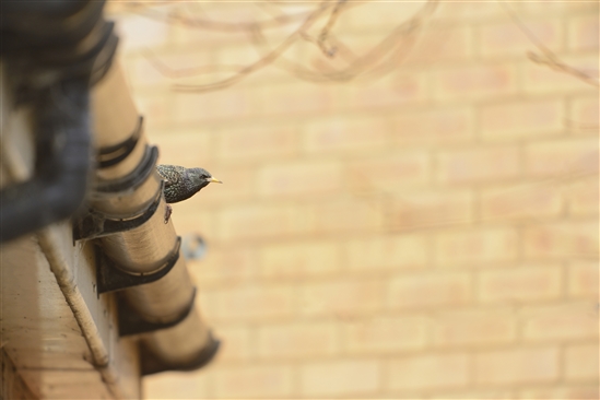 Urban starling. Image by Ben Andrew (rspb-images.com)