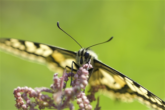 Swallowtail butterfly. Image by Fabian Harrison (rspb-images.com