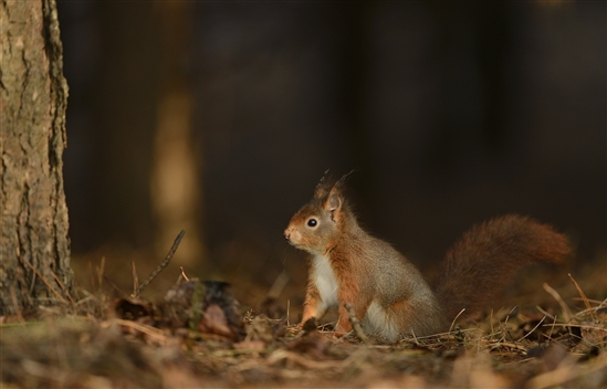 Red squirrel. Image by Ben Andrew (rspb-images.com)