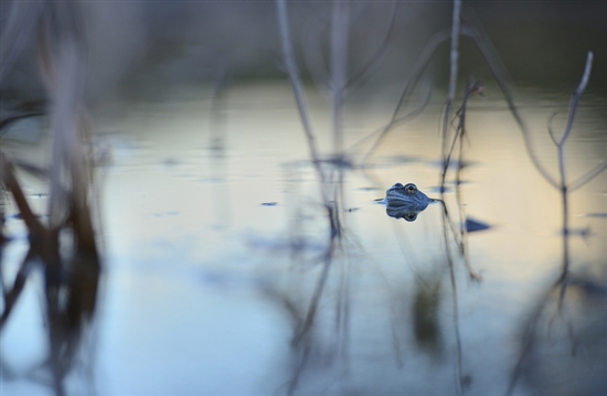 Pool frog. Image by Ben Andrew (rspb-images.com)