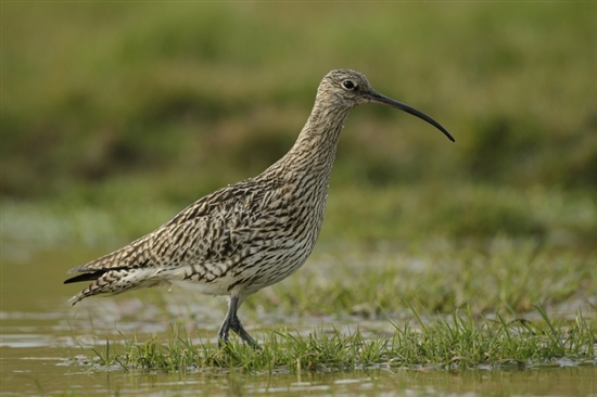 Curlew. Image by Andy Hay (rspb-images.com)