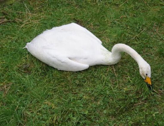 Whooper swan poisoned by lead. Photo by WWT.