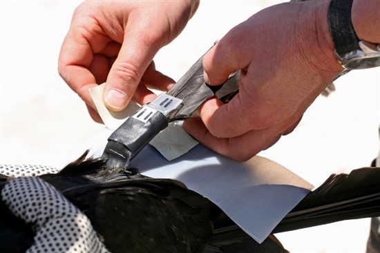 Researchers attaching a small GPS tracking device to the tail of a breeding seabird