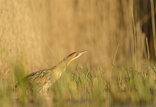 Bittern in reedbeds. Image by Ben Andrew (www.rspb-images.com)
