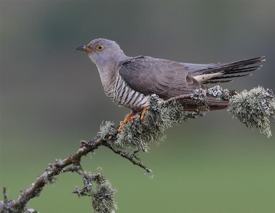 Female cuckoo in Devon. Image by Professor Charles Tyler, University of Exeter
