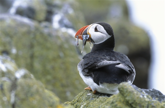 Puffin with sandeels in bill. Image by Andy Hay (rspb-images.com)