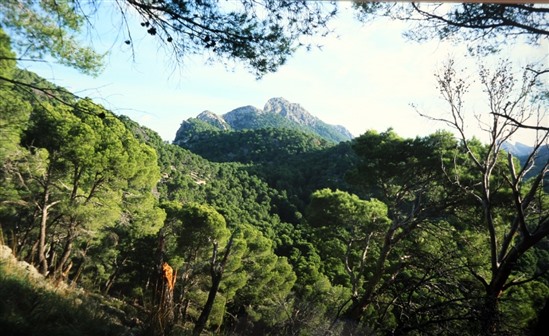 Photograph 2. Aleppo pine woodland in Majorca. Photo by Ron Summers.