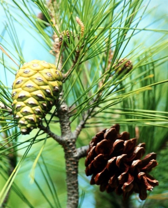 Photograph 3. Aleppo pines cones of two cohorts in Majorca, where the Balearic crossbill occurs. The older cone has opened in the absence of fire. Photo by Ron Summers.