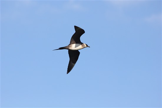 Arctic skua (pale phase). Image by Ian Francis.