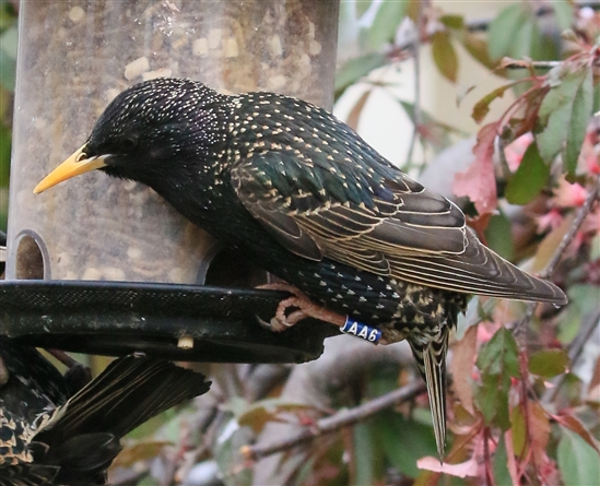 Starling with colour ring
