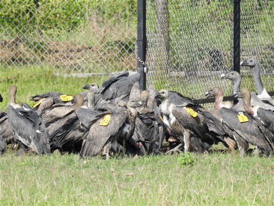 Wild and released white-rumped vultures feeding outside breeding aviary. Photo by Bird Conservation Nepal (BCN)