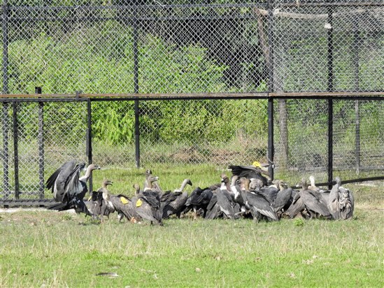 Wild and released white-rumped vultures feeding outside breeding aviary. Photo by Bird Conservation Nepal (BCN)
