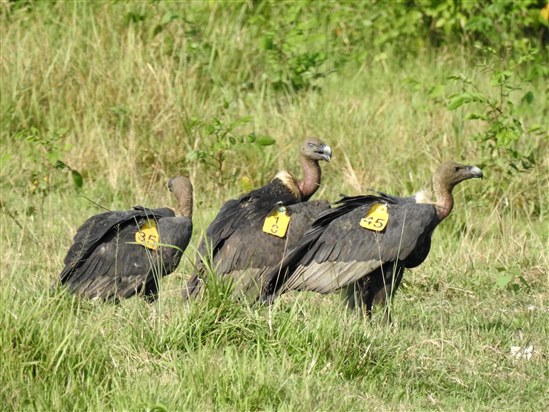Released white-rumped vultures. Photo by Bird Conservation Nepal (BCN)
