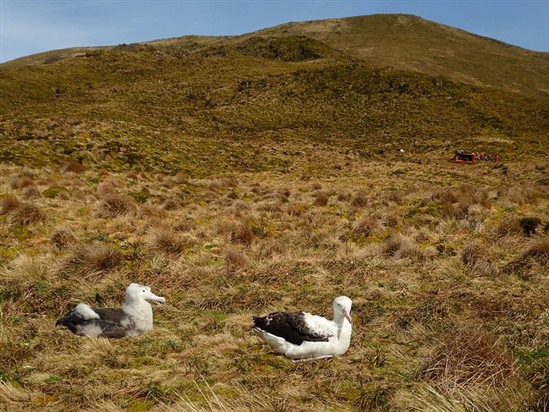 The team take a break in the background as this chick and its parent enjoy the sunshine! (S.Oppel)