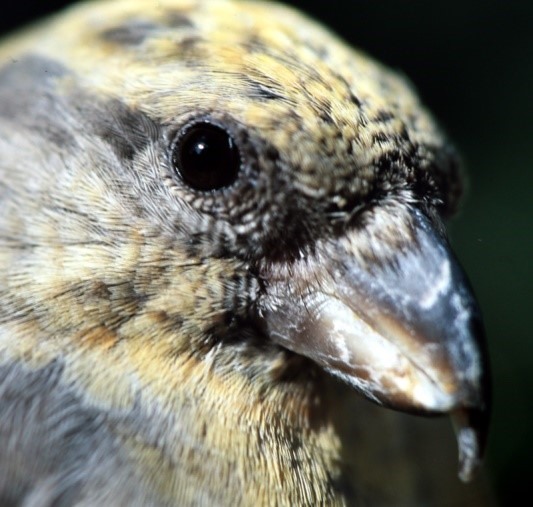 Photograph 1. A male common crossbill of the Balearic subspecies, L. c. balearica. Photo by Ron Summers.