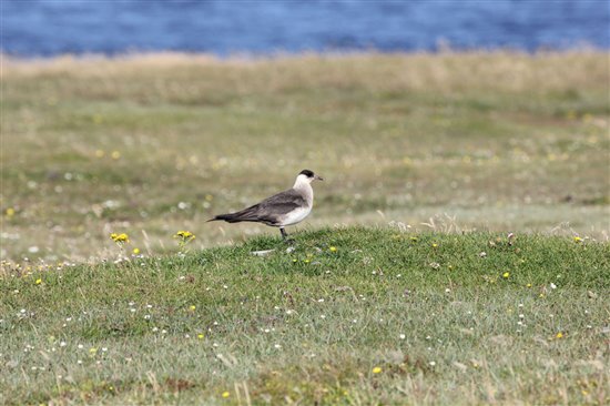 Pale-phase Arctic skua. Image by Ian Francis.