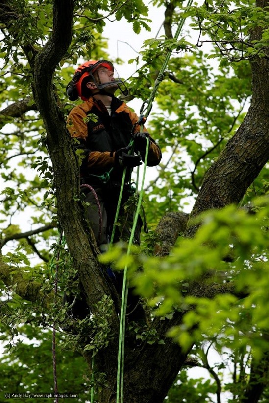 Climbing a tree to install a nest camera. Image by Andy Hay (rspb-images.com)