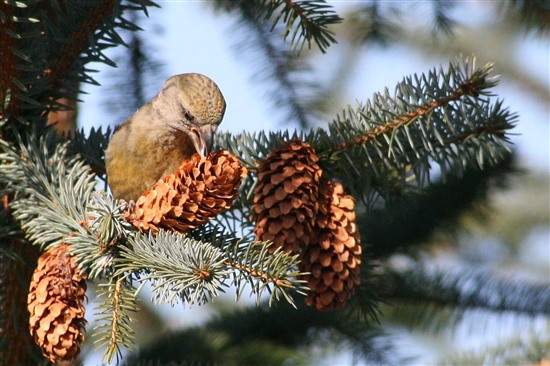 A female common crossbill foraging on a Sitka spruce cone. Photo by Ron Summers.