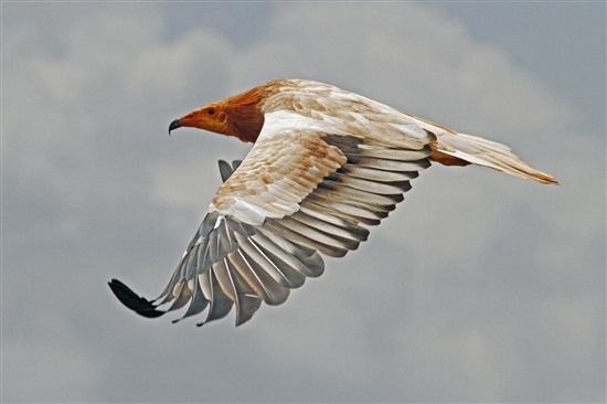 Egyptian vulture. Image by Paul Donald